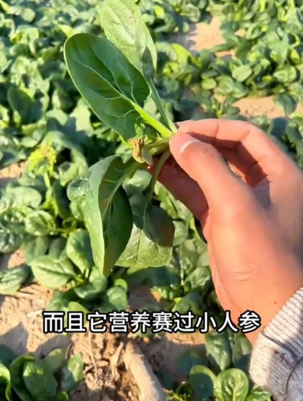 现在就种趴地菠菜,吃不完还能越冬!