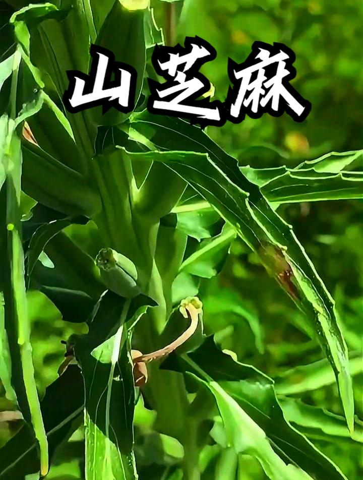 山芝麻也叫野芝麻,拿它做成面膜敷脸,能让皮肤更健康有光泽