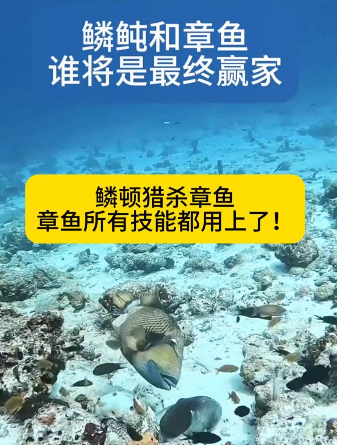 鳞顿猎杀章鱼几乎把章鱼的所有技能给逼出来了!
