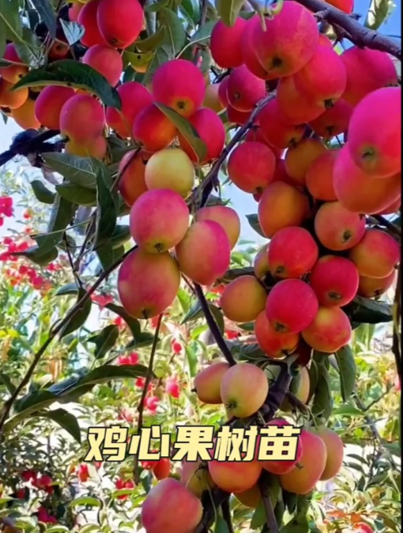 外形像大樱桃的“鸡心果”,市场上极少见,种一棵满树都是果!