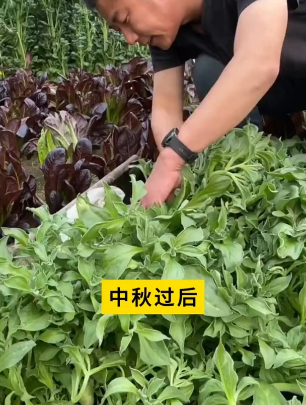 一粒种子长十几斤,浑身结满盐晶,它就是冰菜!