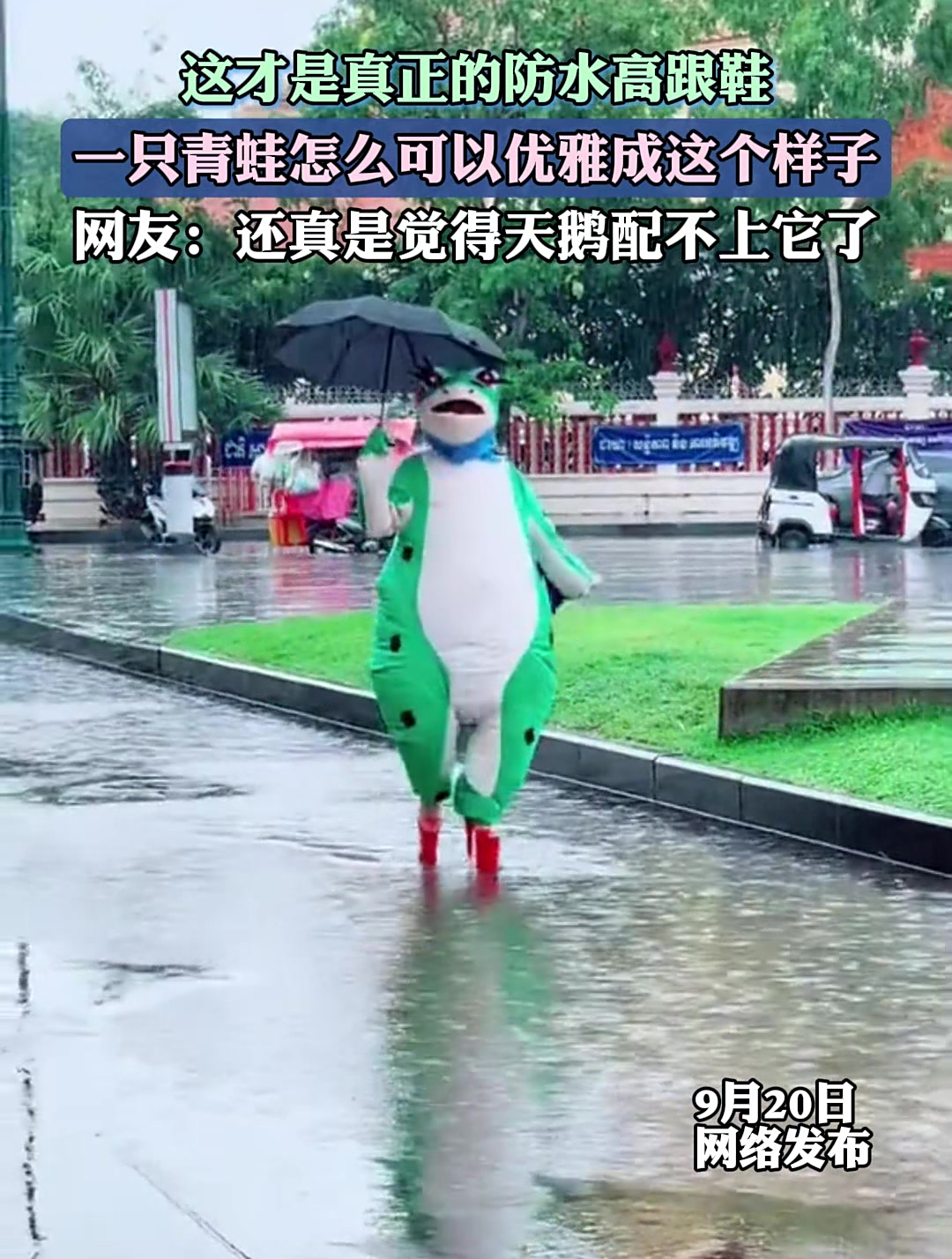 一只青蛙怎么可以优雅成这个样子,一瞬间觉得天鹅配不上它了