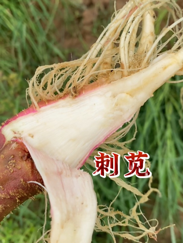 刺苋,它有什么用处呢?