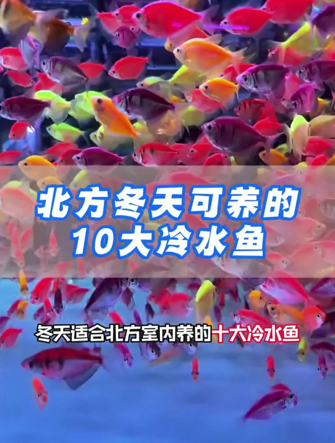 天气寒冷,这十种冷水鱼适合北方室内养!