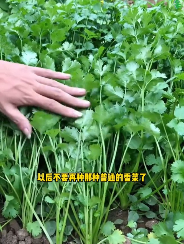 老品种香菜,耐寒出芽快,一个月能吃好几茬!