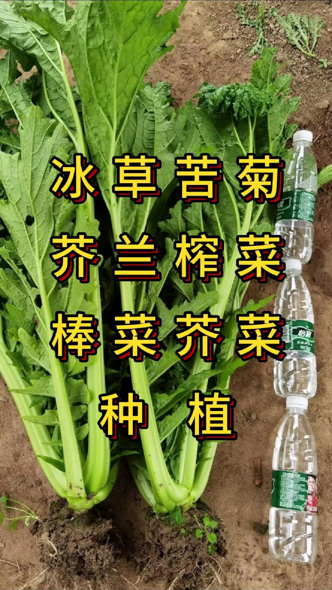 大芥菜冰草苦菊芥蓝榨菜棒菜怎么种植