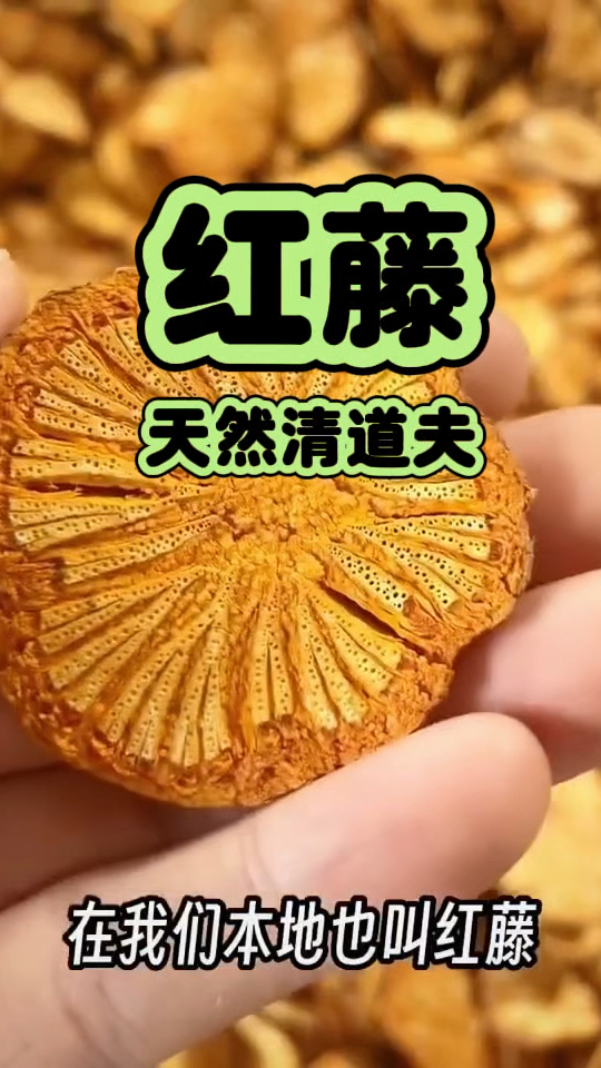 红藤 天然清道夫 需要的家人们收好了