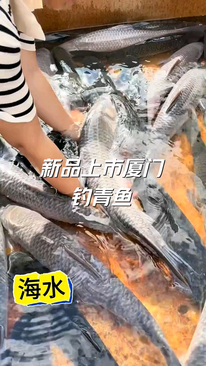 厦门钓鱼天堂,国庆限时特惠!120 元钓青鱼,4 小时嗨不停。