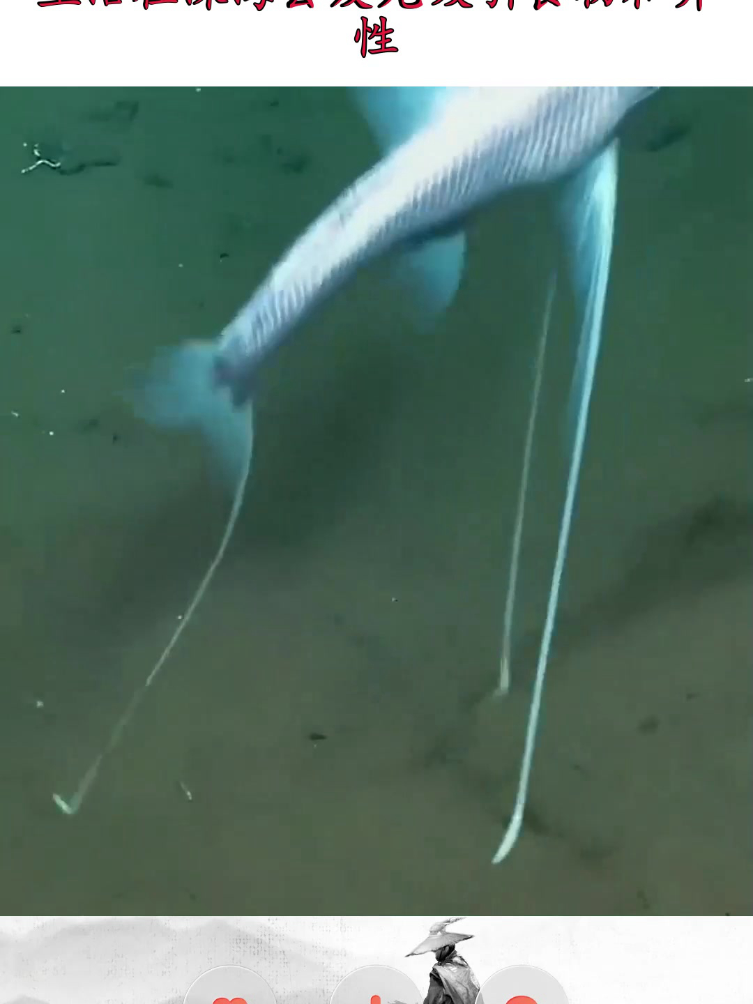 居然还有三脚架鱼,生活在深海会发光吸引食物和异性