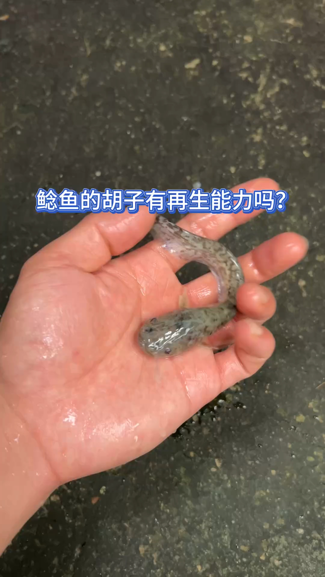 鲶鱼的胡子有再生能力吗?