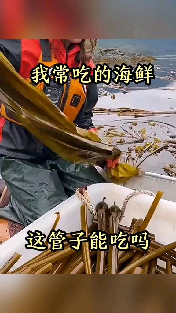 我常吃的海鲜,这管子能吃吗!