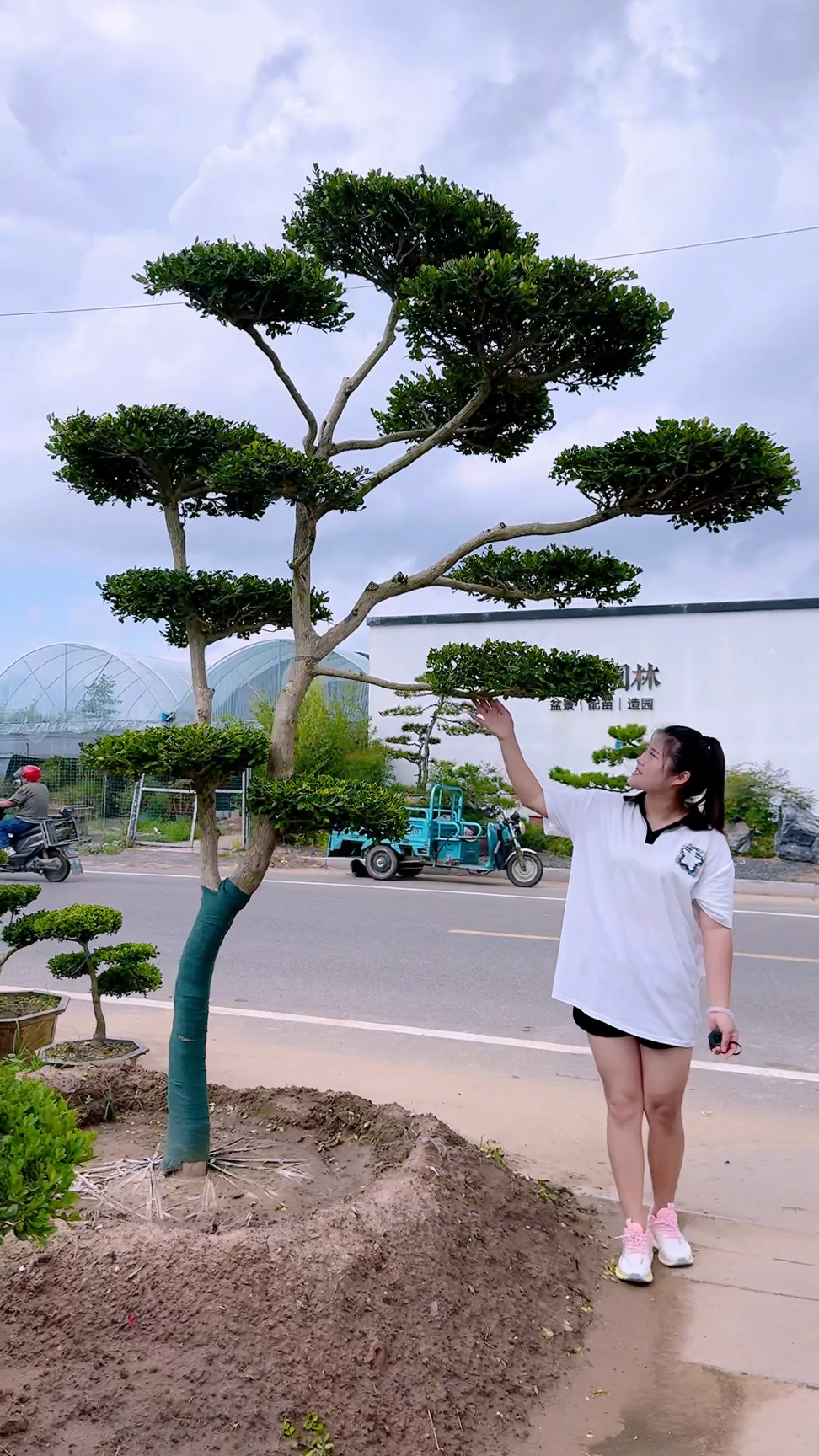 黄杨庭院假山鱼池背景墙景观