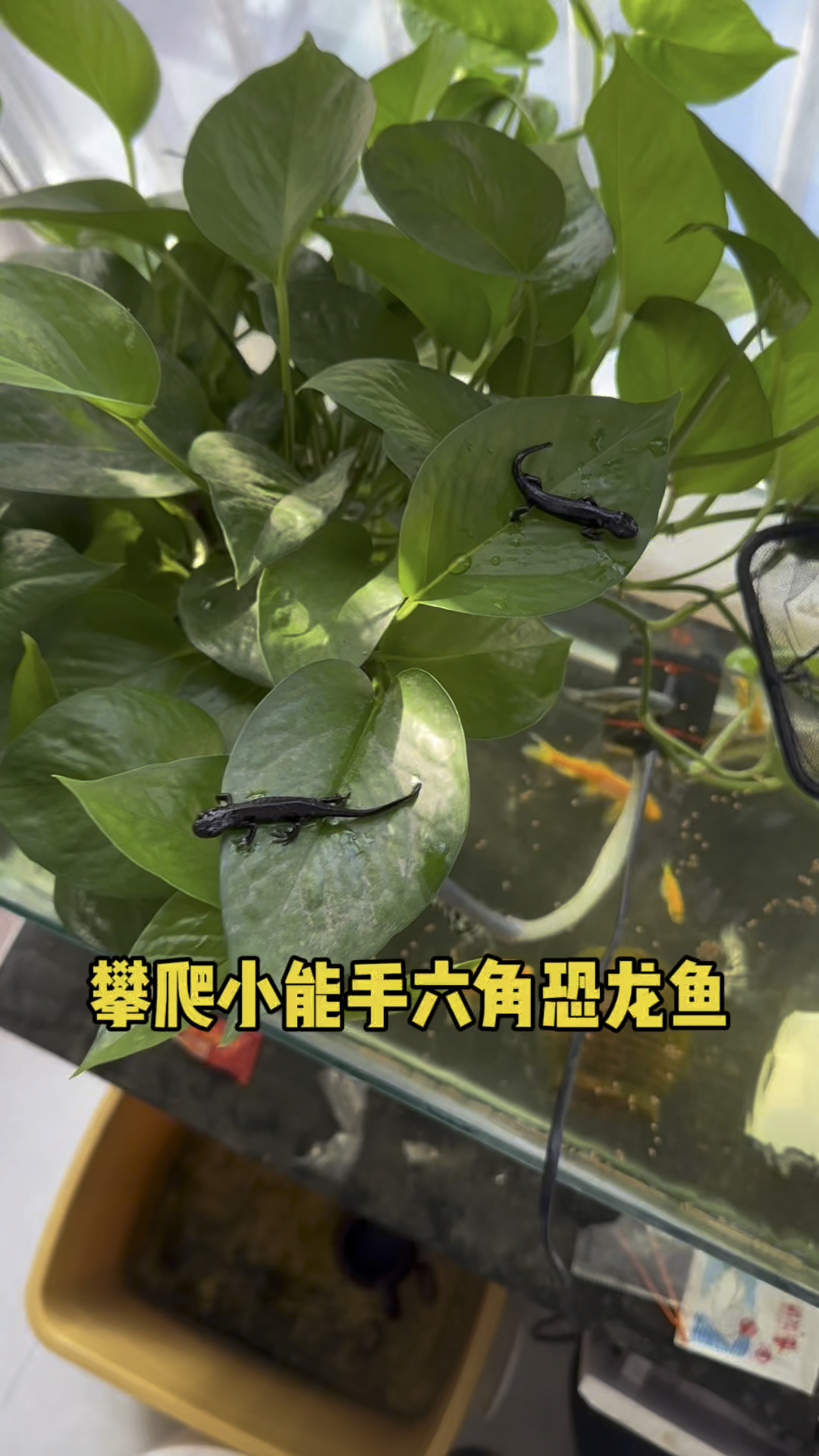 攀爬小能手六角恐龙鱼
