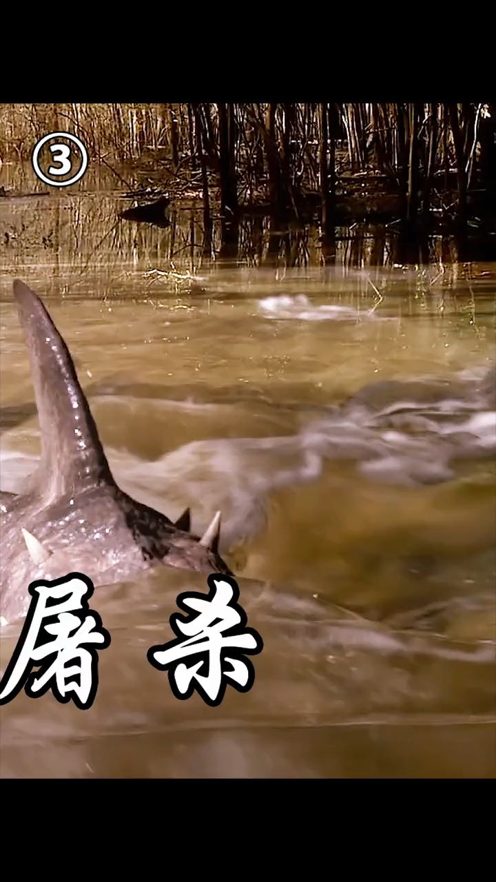 能在地上钻的鲨鱼,是什么品种?