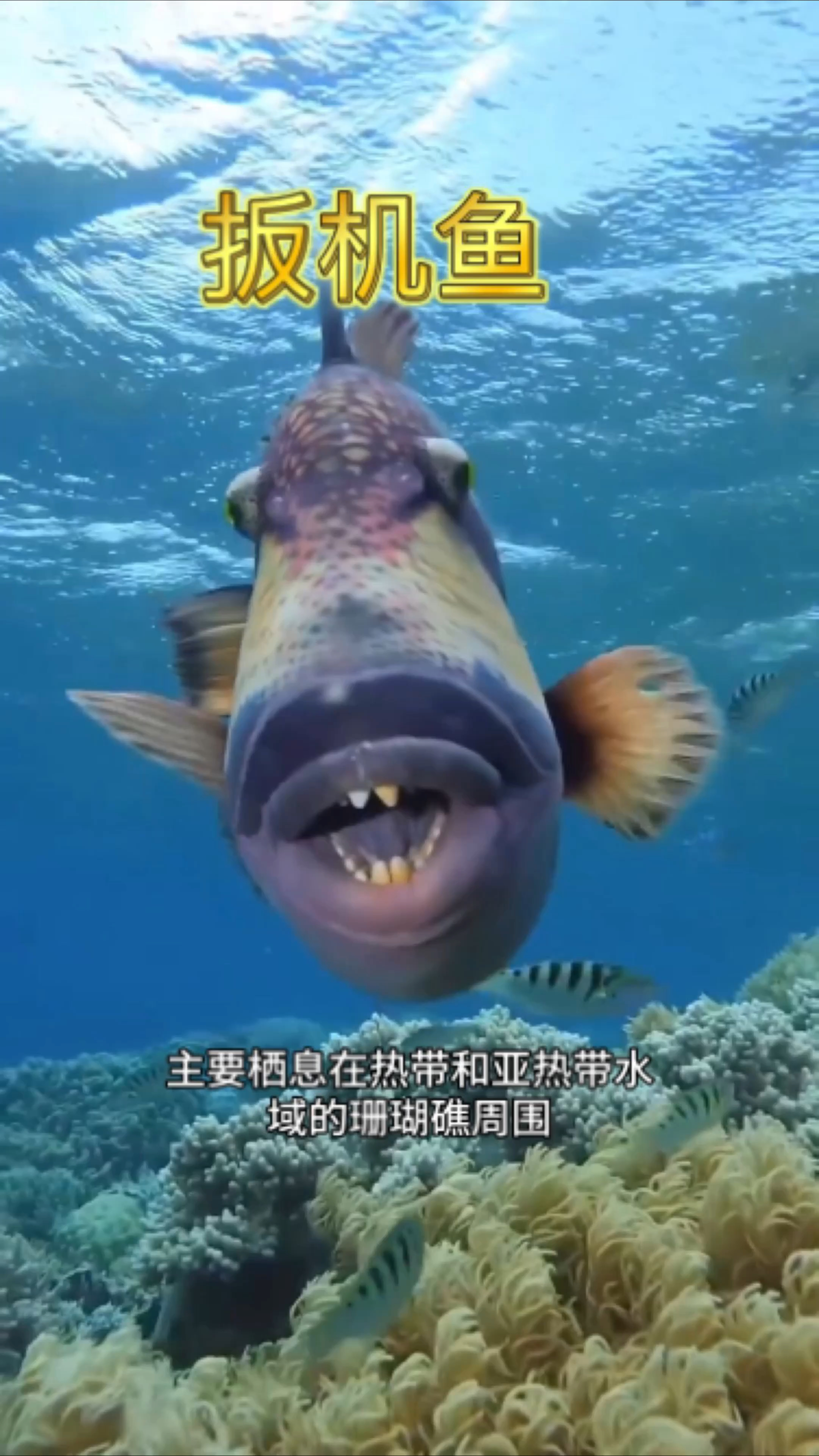 扳机鱼,潜水爱好者想把它做成酸菜鱼