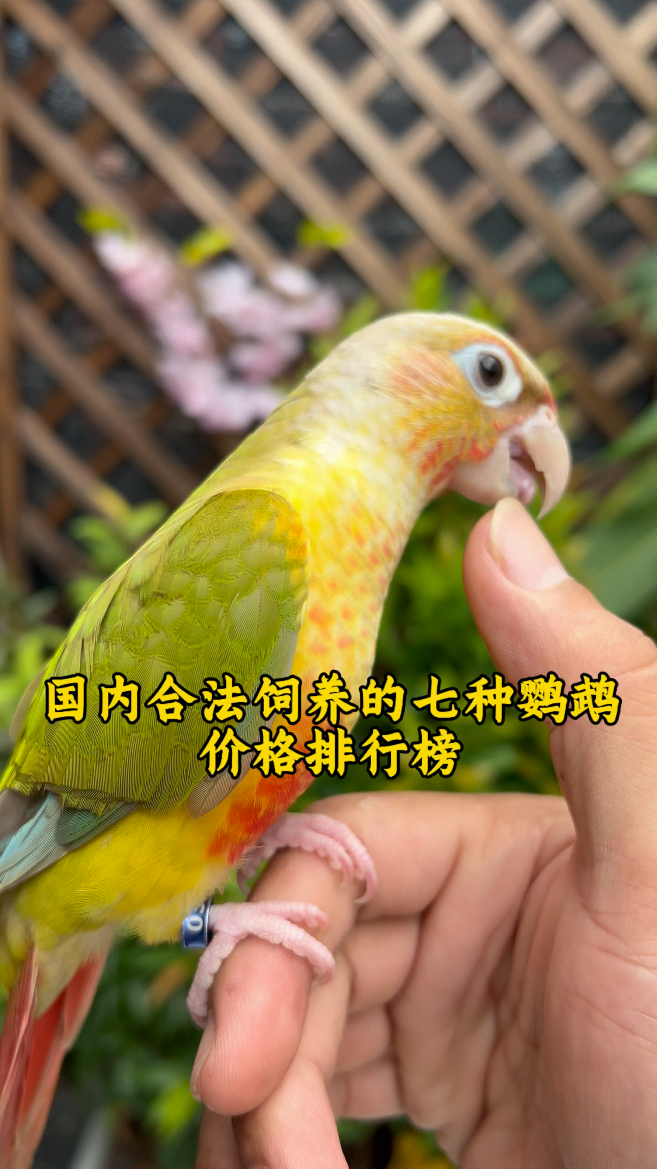国内合法饲养的七种鹦鹉价格排行榜
