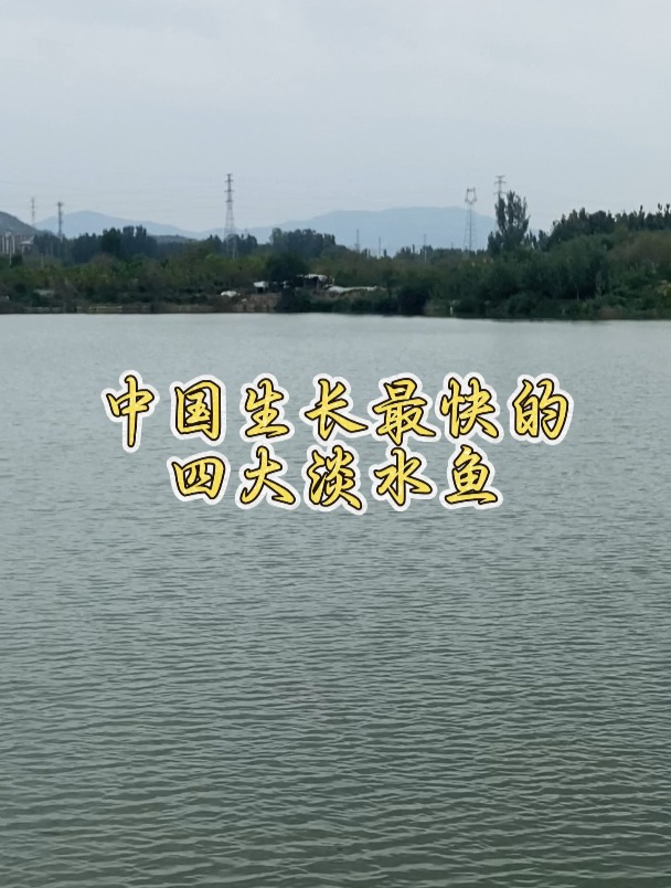 中国生长最快的四大淡水鱼,你知道哪个品种?