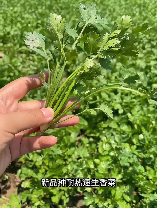 大叶速生香菜,特点是耐寒不生虫!