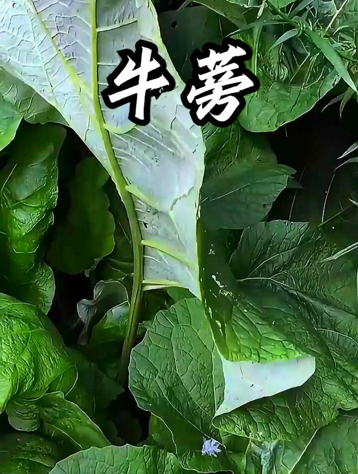 牛蒡也叫大力子,拿它泡水饮用,能让皮肤细腻有光泽