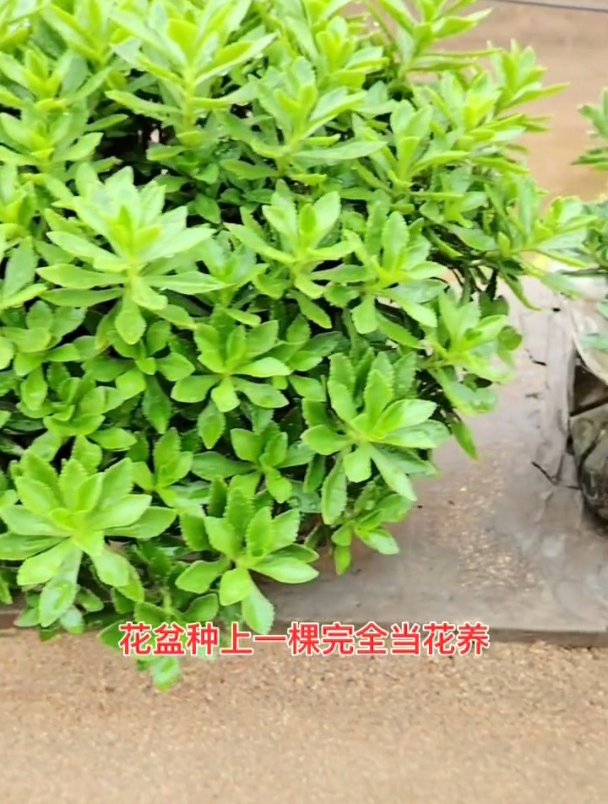 养心菜价值高,自己在家也能种,种苗该如何选择?