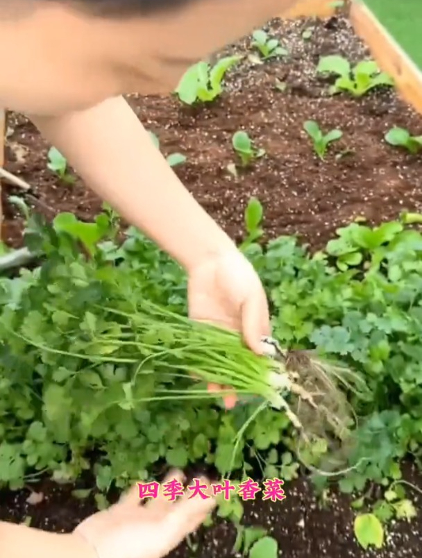 四季大叶香菜,越割长的越茂盛!