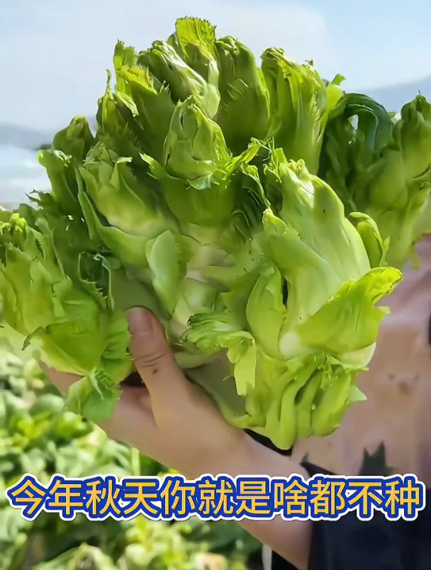儿菜营养价值高,它耐寒又好种,现在正是播种的时候!