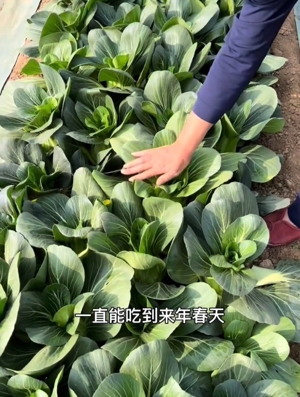 这种小青菜,好吃长得快,而且不生虫,但是种的人却很少
