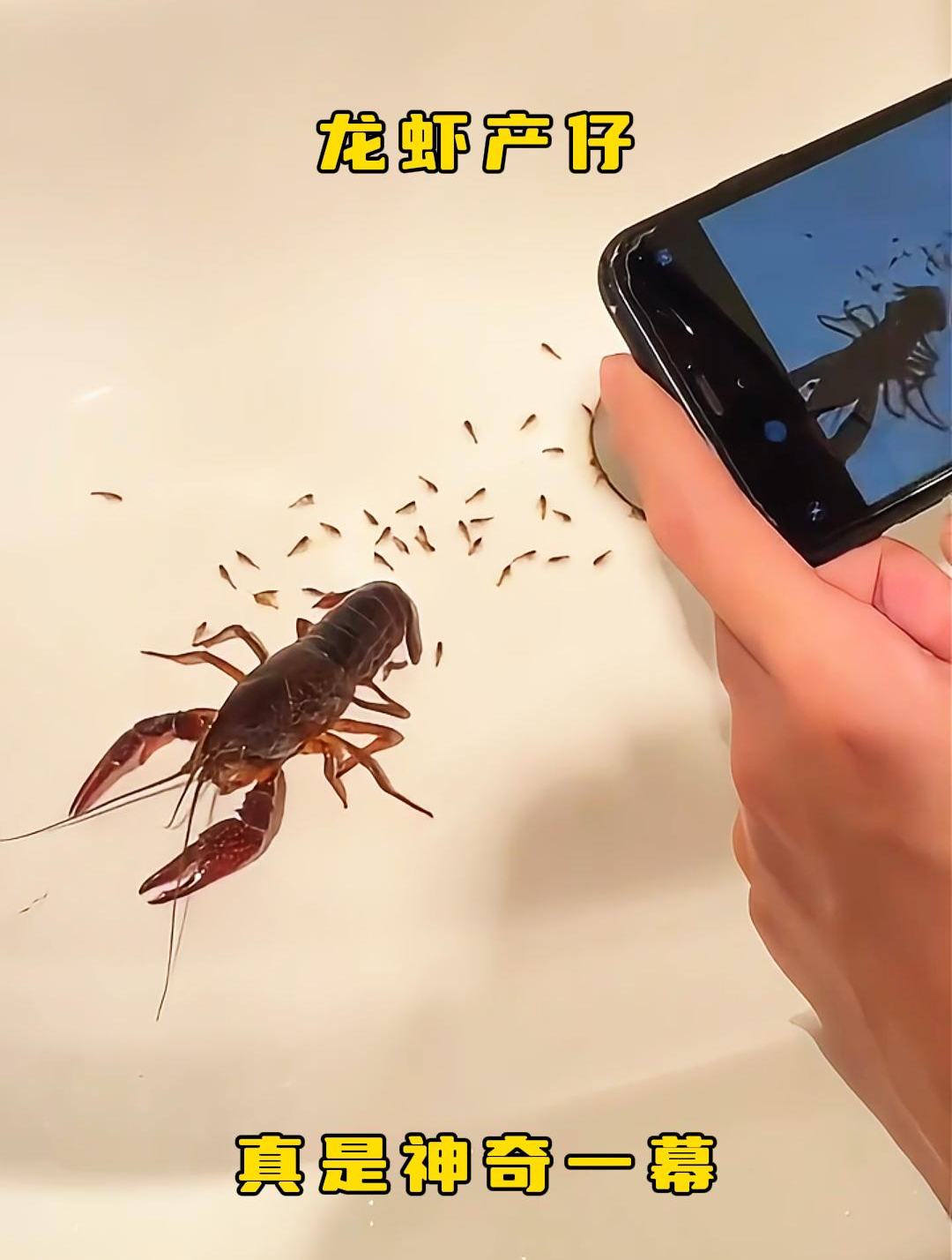 龙虾产仔,真是神奇一幕!