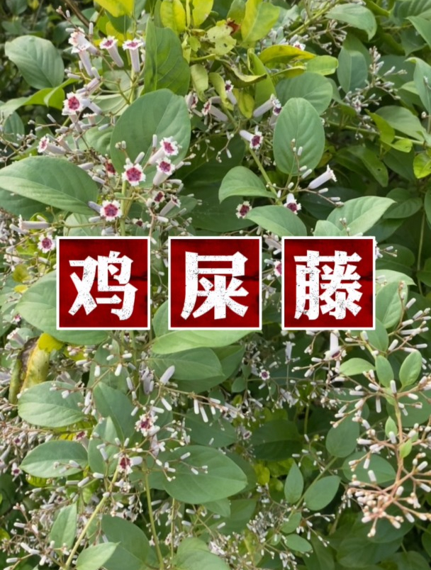 鸡屎藤,它有什么用处呢?
