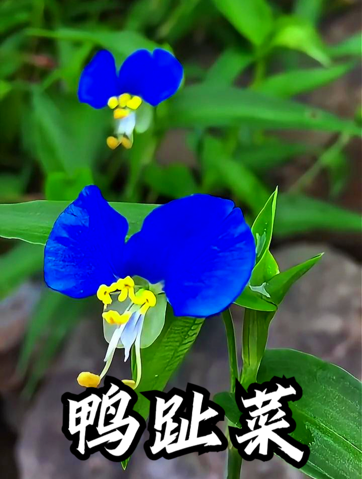 鸭趾菜也叫兰花菜,拿它炖汤食用,可以提高身体的抵抗力