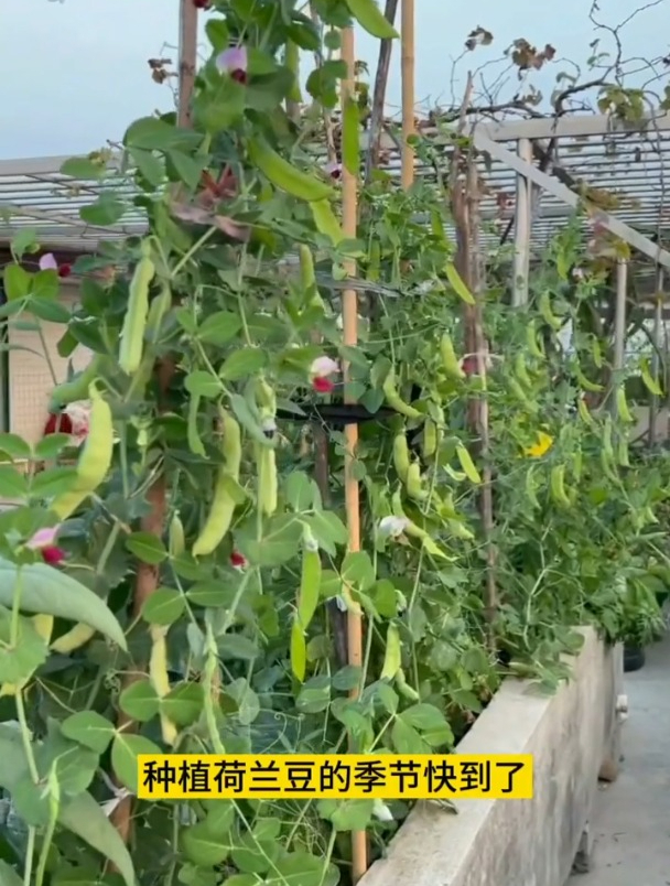 老品种大荚荷兰豆,越冷长得越多,全家不愁吃!