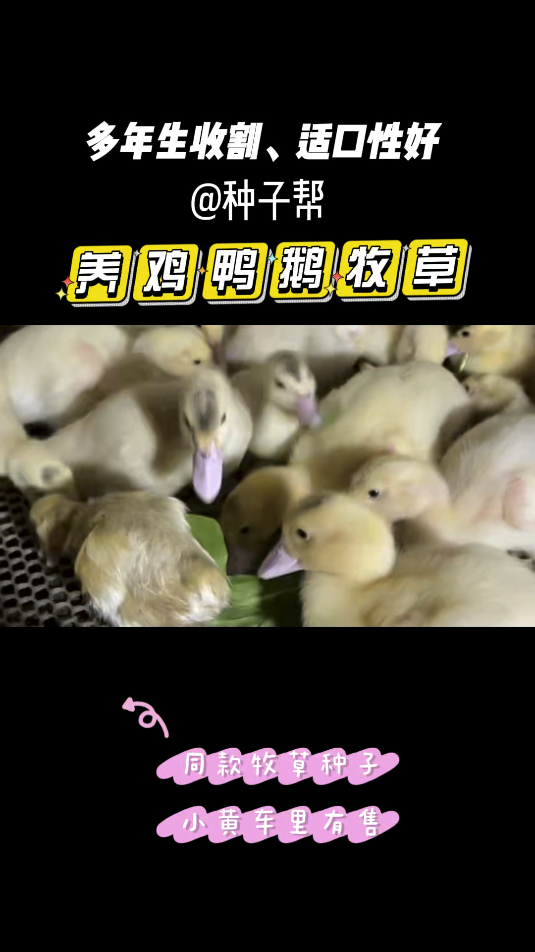 养豚鼠、鸡鸭鹅的优质牧草,菊苣营养好,多年收割,可做主食饲喂