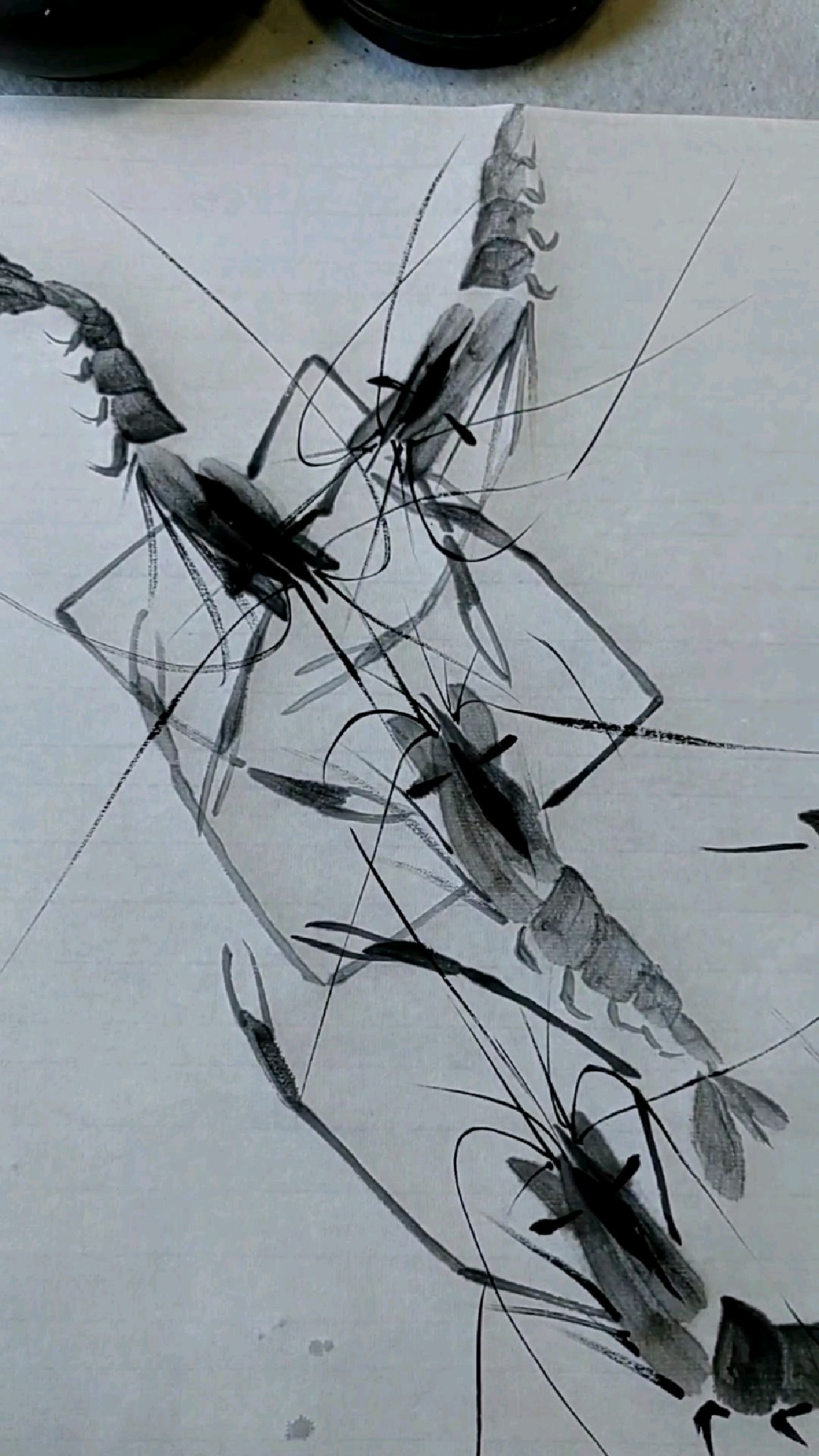 写意虾的画法《五三四》