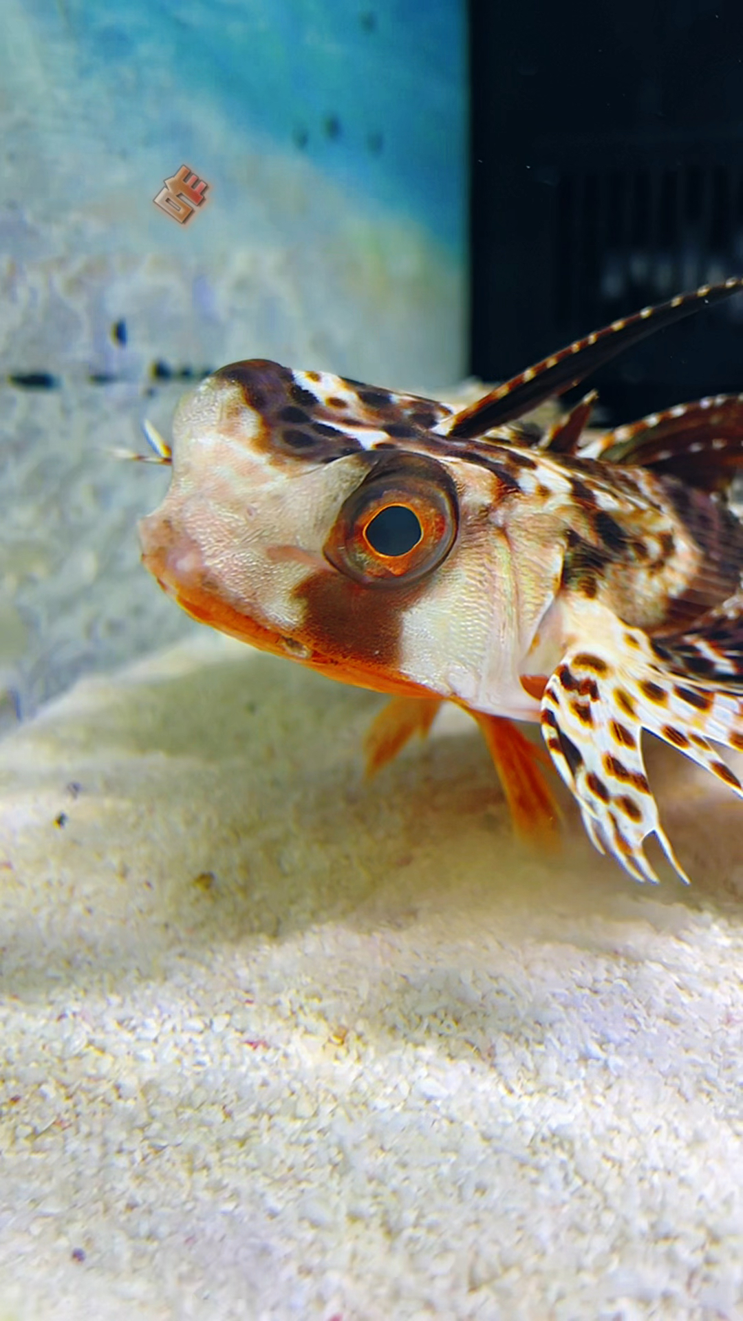 浓眉大眼的海水鱼来了!