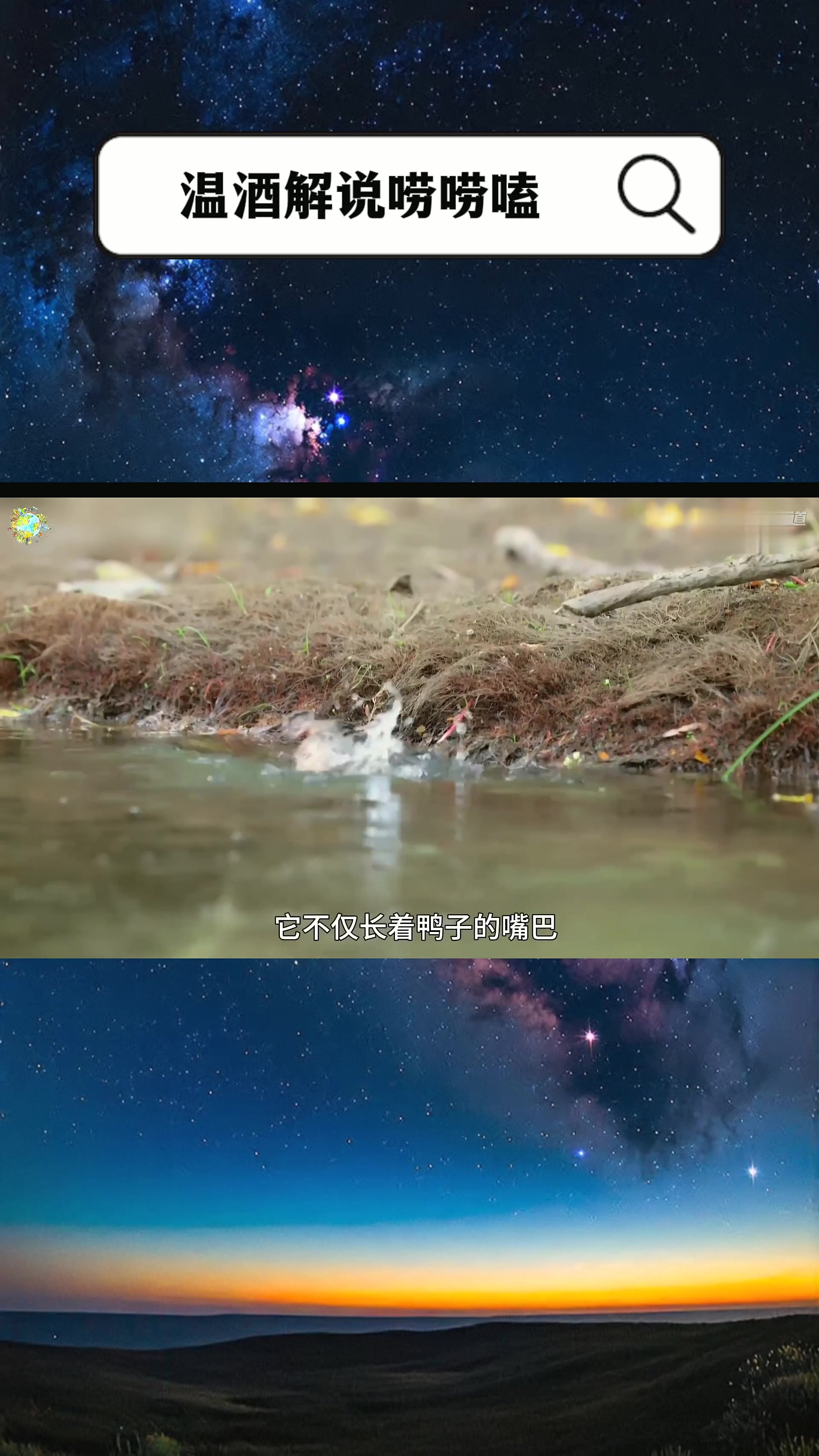 鸭嘴兽究竟是鸭还是兽?神奇动物在抖音 小动物