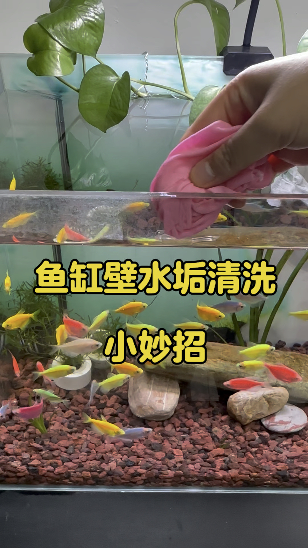 分享一个不用花钱就能清除鱼缸壁上水垢的小妙招