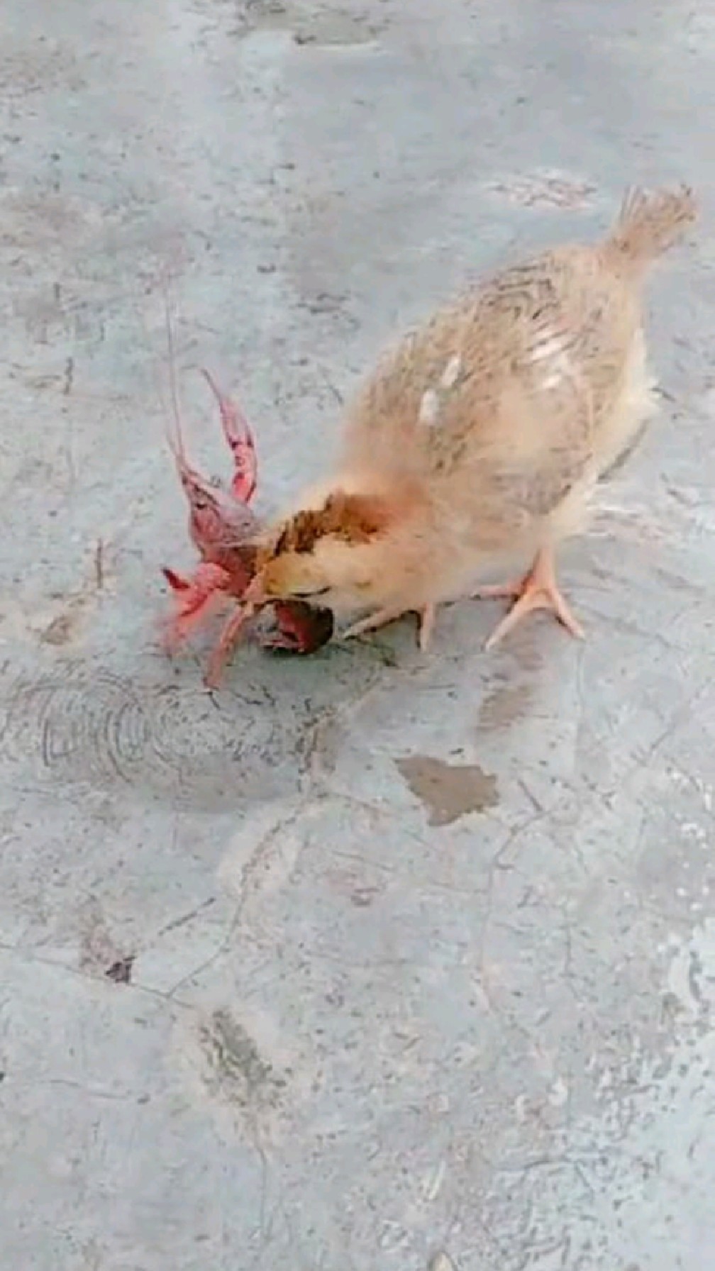 小鸡你是奥特曼化身吗?居然把虾哥当不存在、差点就惨了