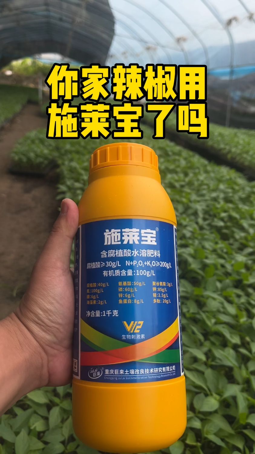 大龙虾图片out科莫娃