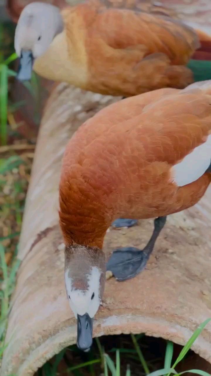 灰头麻鸭 野鸭子 观赏鸭