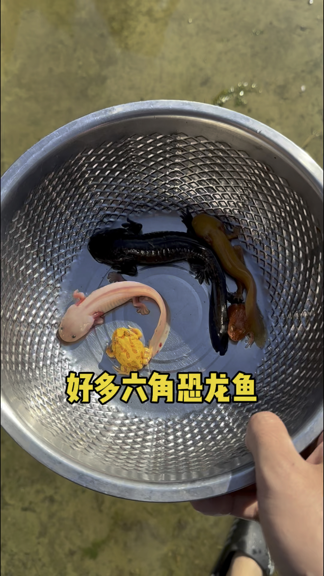 好多的六角恐龙鱼呀!
