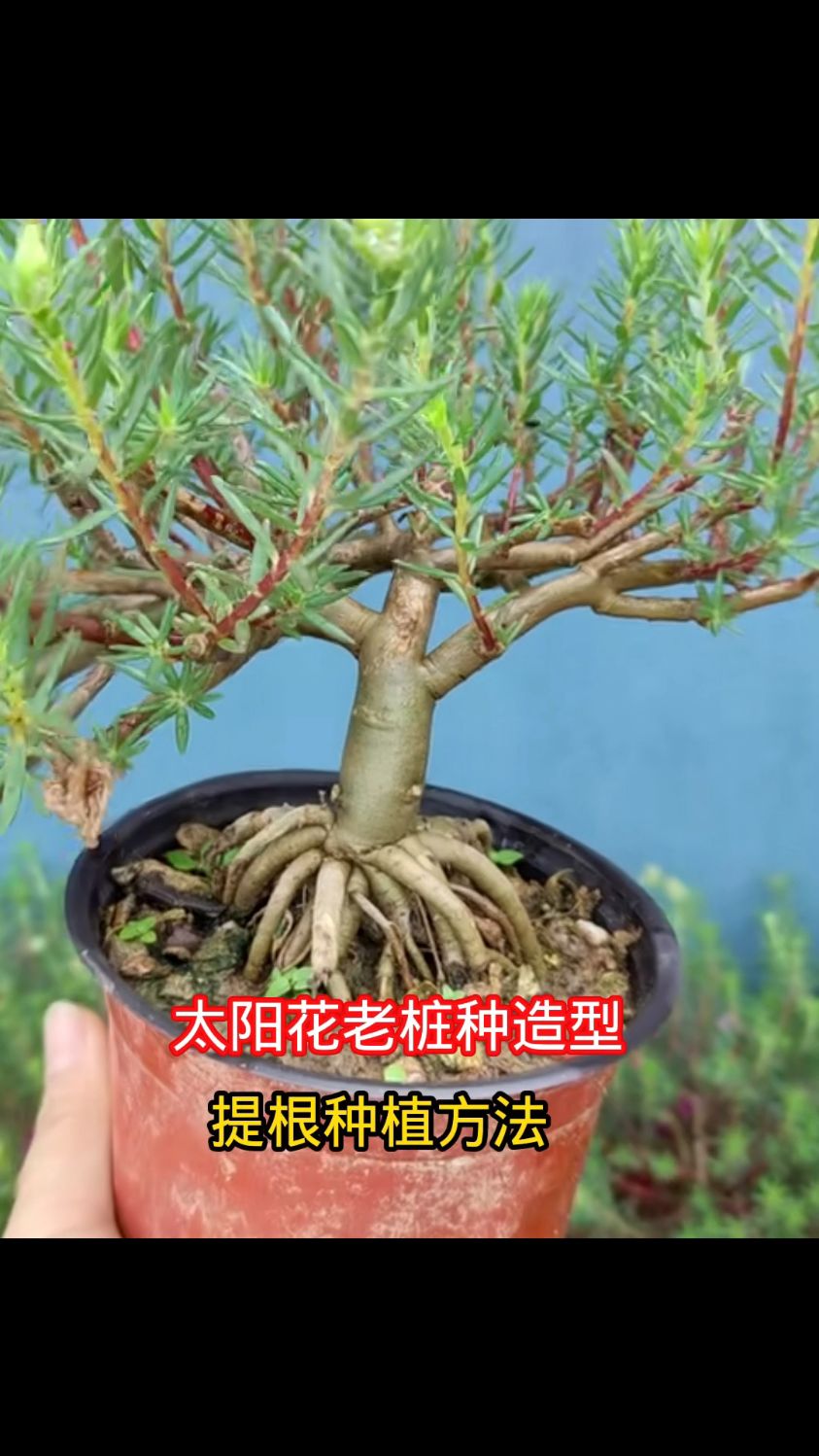 太阳花老桩提根造型种植方法