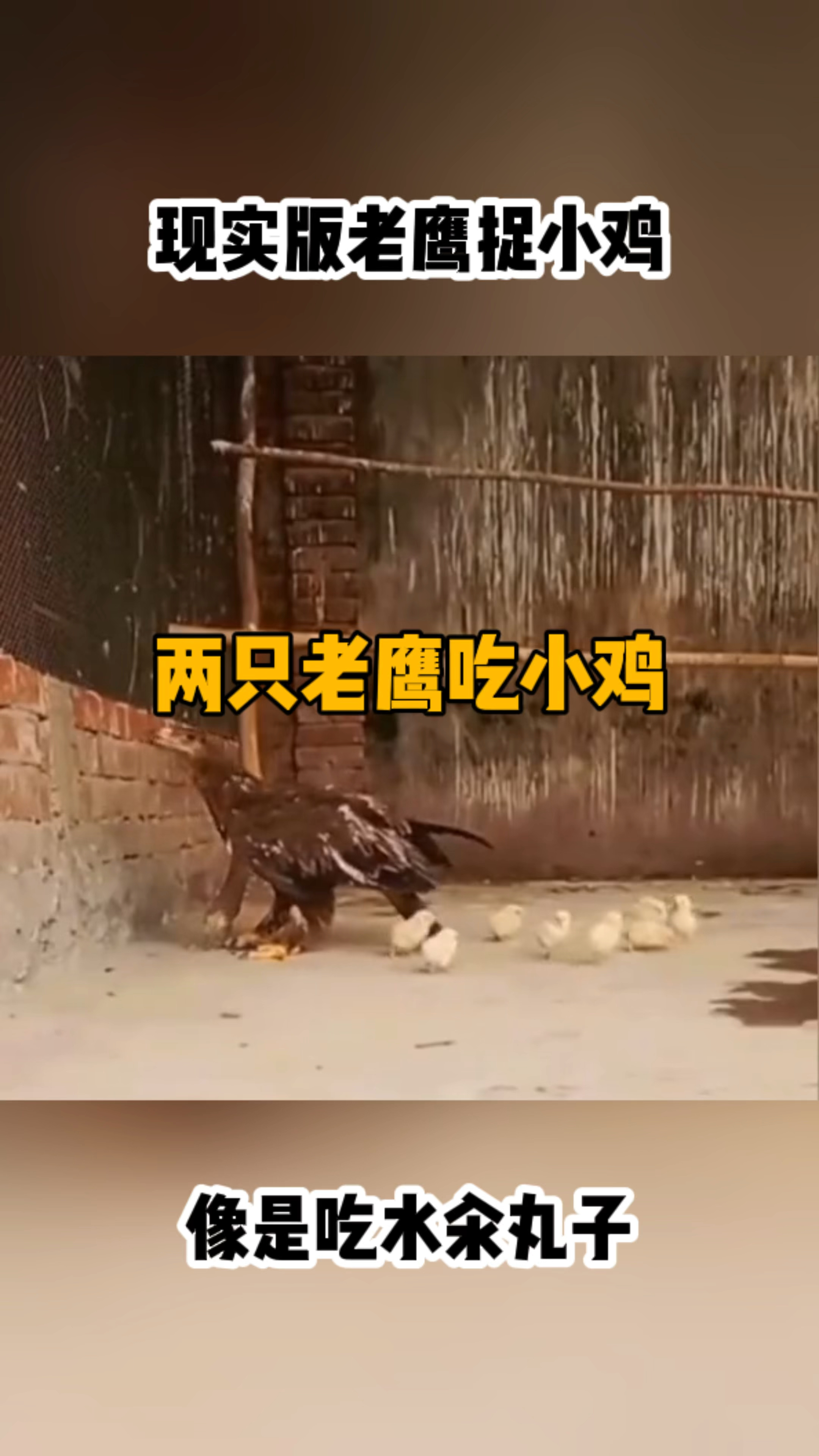 现实版老鹰捉小鸡
