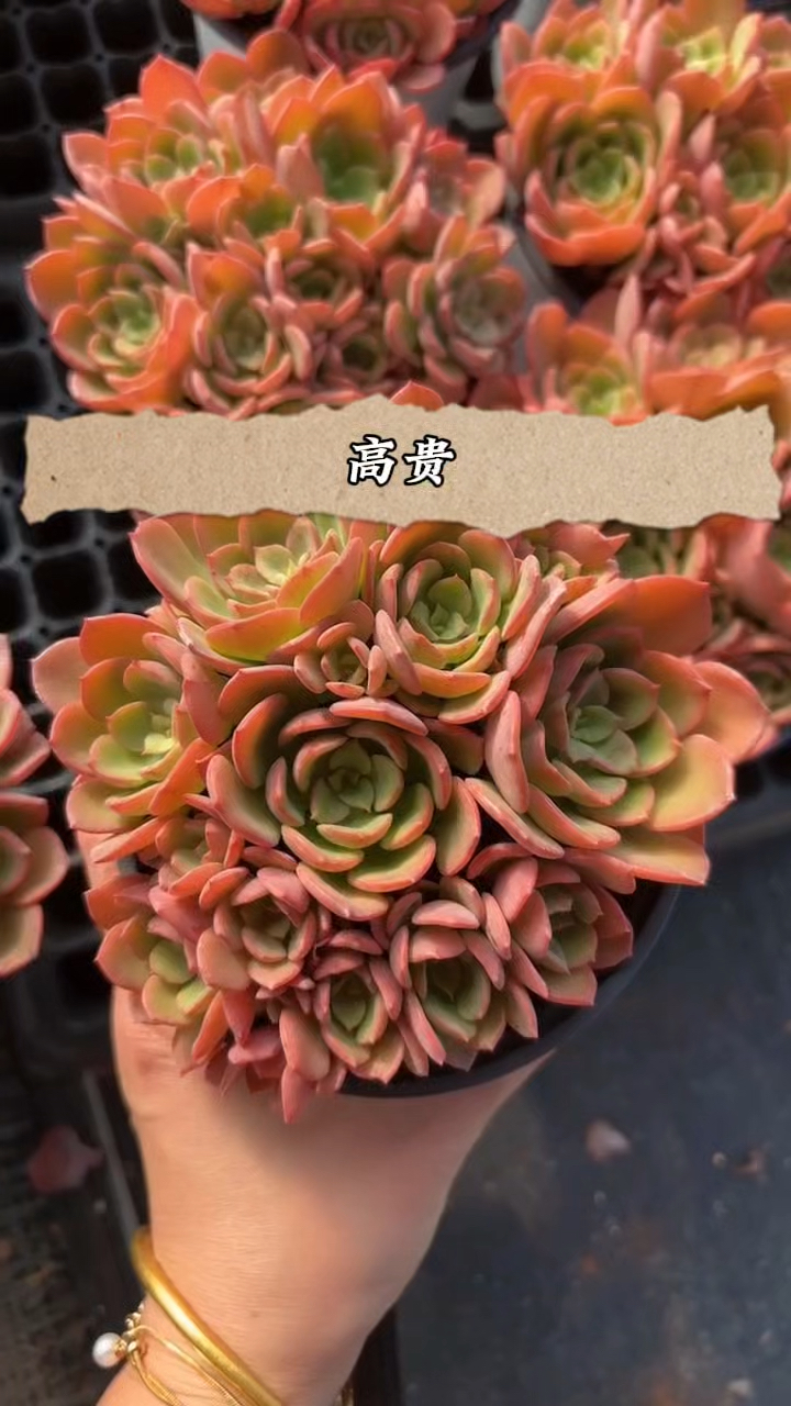 多肉植物品种图鉴,高贵