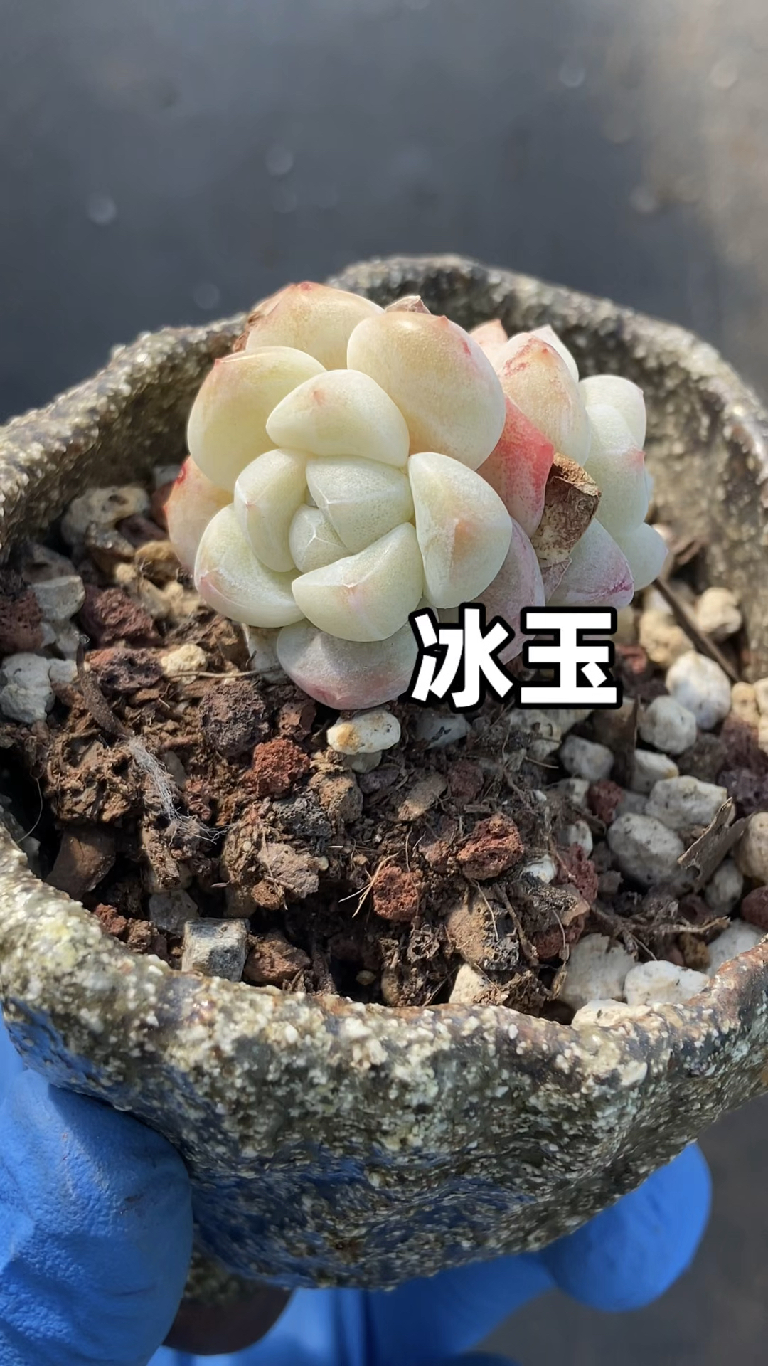 冰玉多肉植物一直是肉友养坏了还会在买的品种