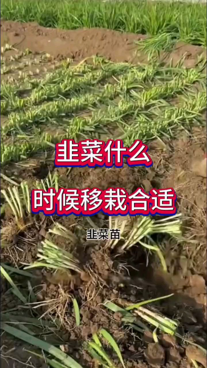 韭菜什么时候移栽合适?又该注意那些方面呢?