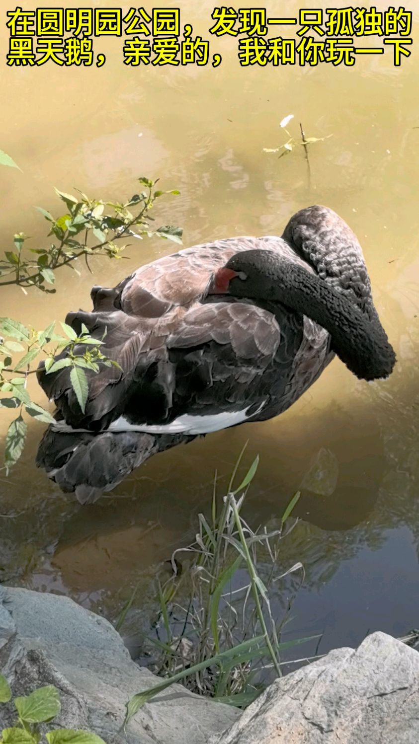 在圆明园公园,有一只孤独的黑天鹅