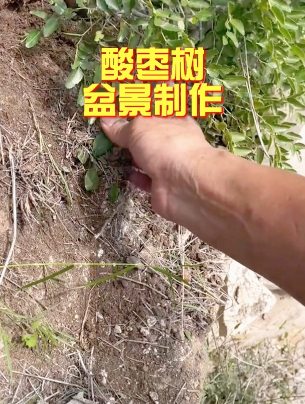 悬崖边上挖到的酸枣树,种得好的话,明年就有果子吃了
