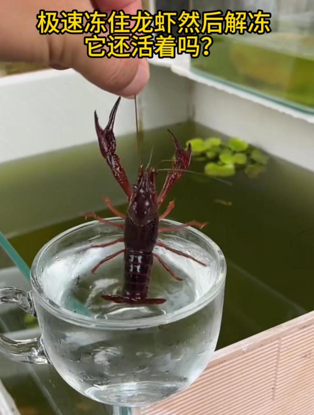 急速冷冻龙虾后再给它解冻,还能活着吗?