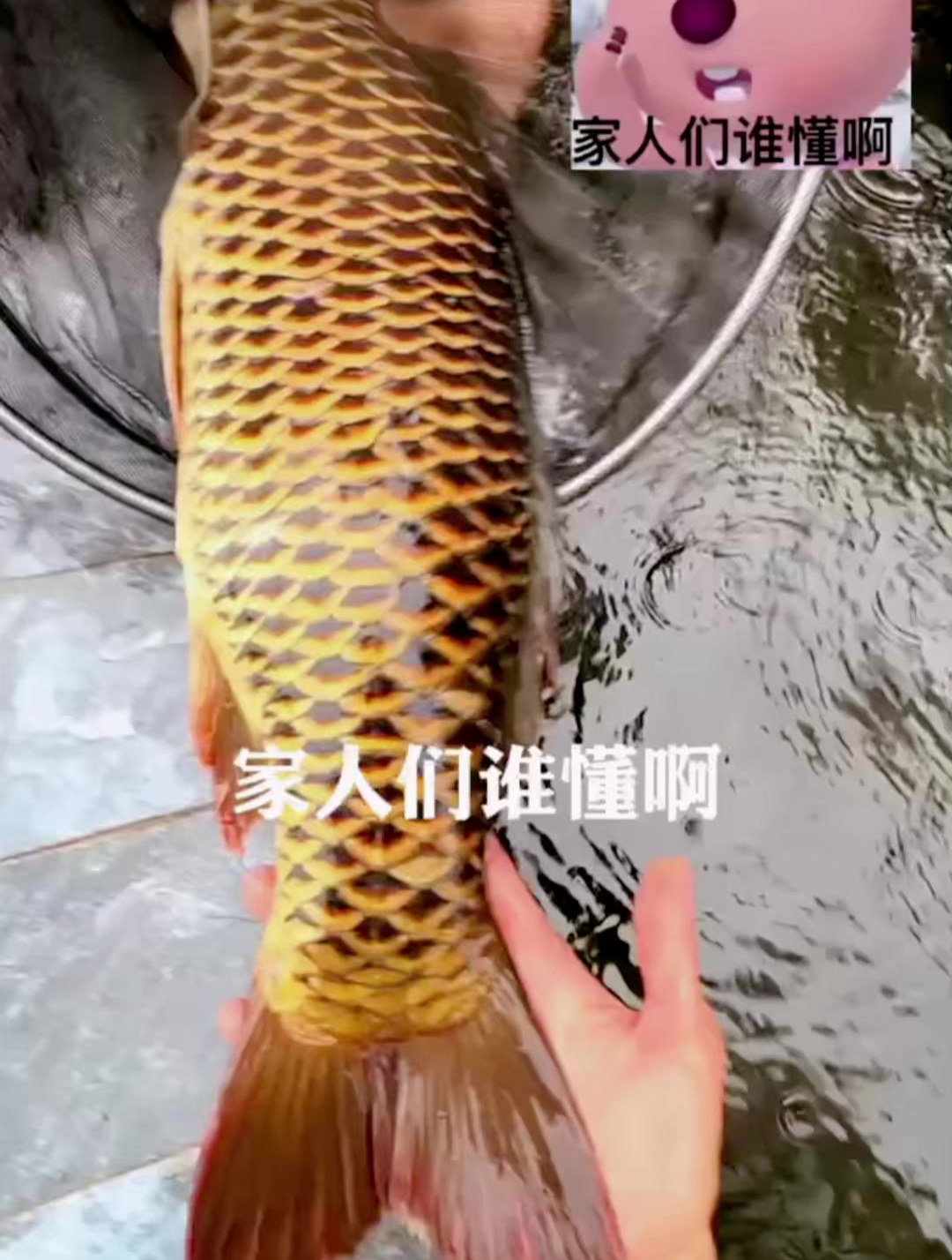 这条黑金大鲤鱼确实很漂亮