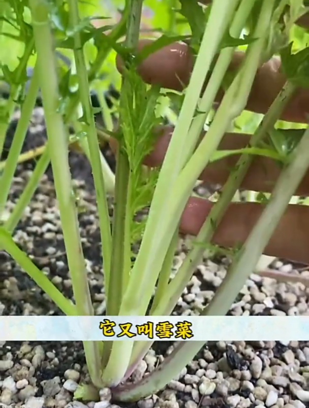 雪菜又叫“春不老”,有野菜的清香,常用来腌制制成梅干菜吃!